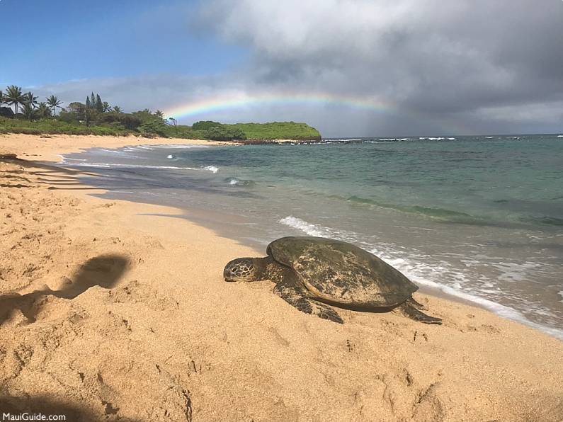Turtle on Sandy Beach