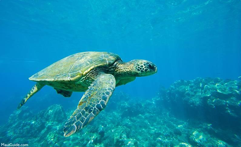Turtle Town Maui Underwater