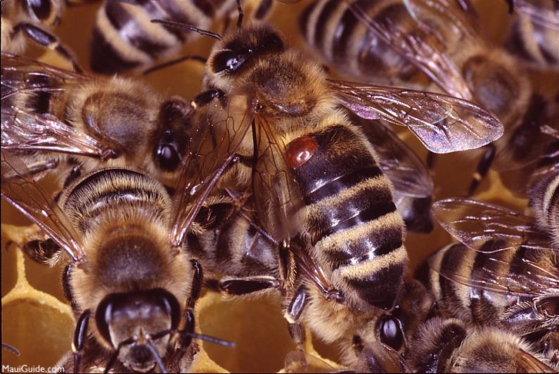 Varroa Mites on Bees
