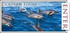 Dolphin Tours