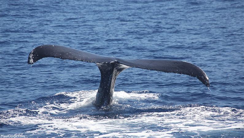 Maui Boat Trips Whale Tail