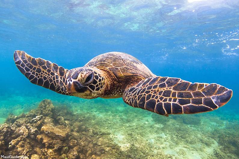 Maui Snorkeling Maps Turtle