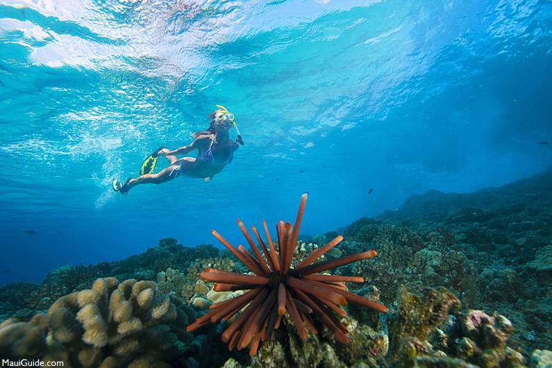 Maui Snorkeling Maps Underwater