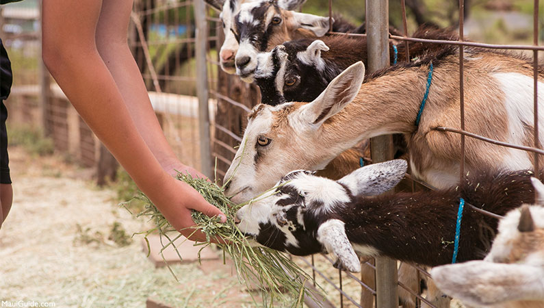 Maui Top Kids Activities Goats