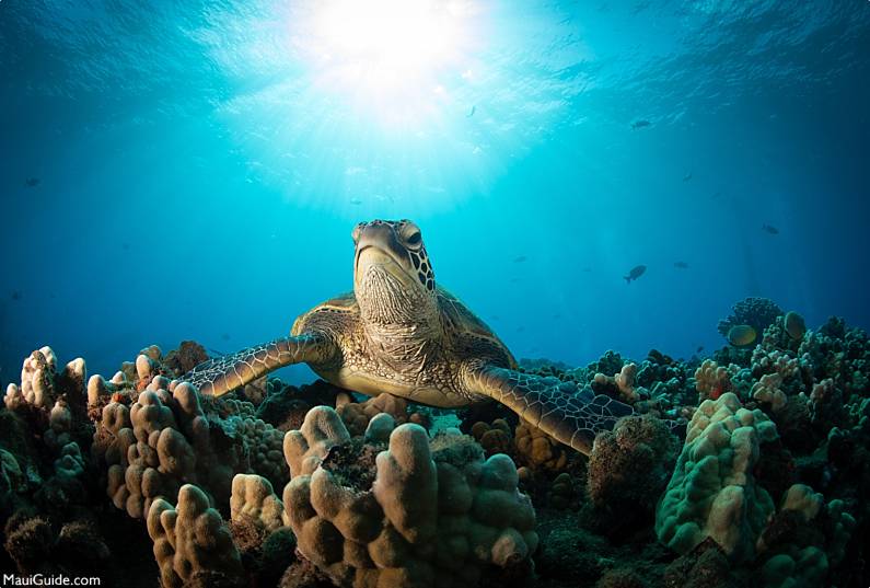 Maui Turtle Reef