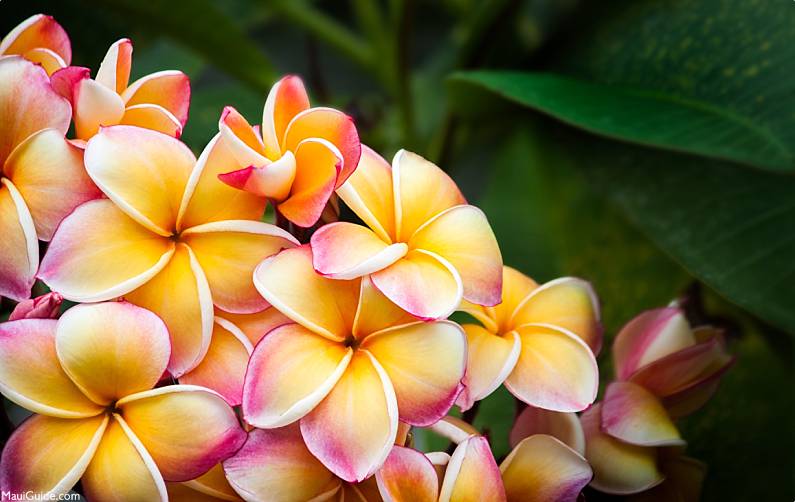 Plumeria Flowers