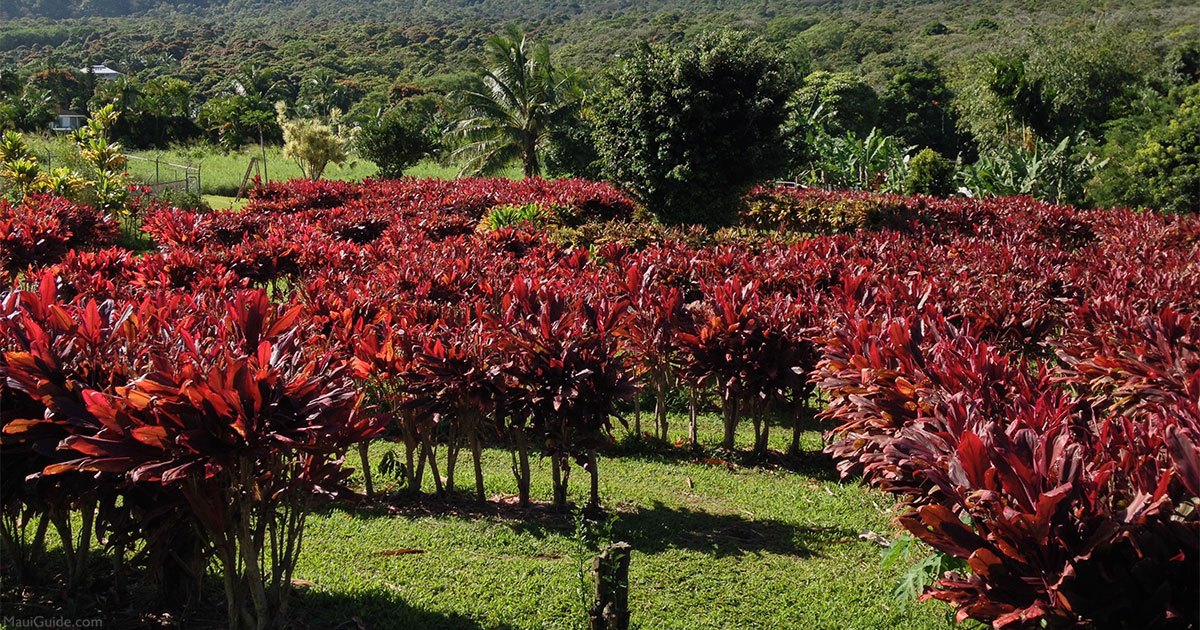 Kī: The Hawaiian Ti Plant - Maui Information Guide